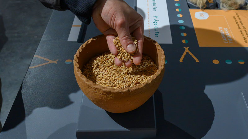Une main se saisit de grains contenus dans la reproduction d’un récipient en céramique ancien, lors d’une exposition